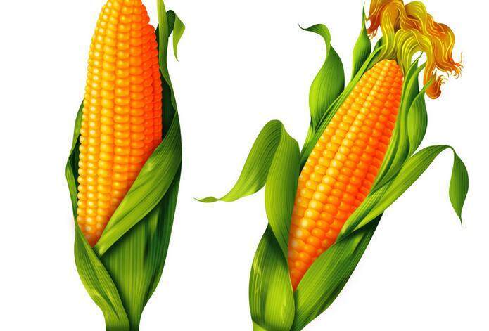 糯玉米和甜玉米有什么区别?